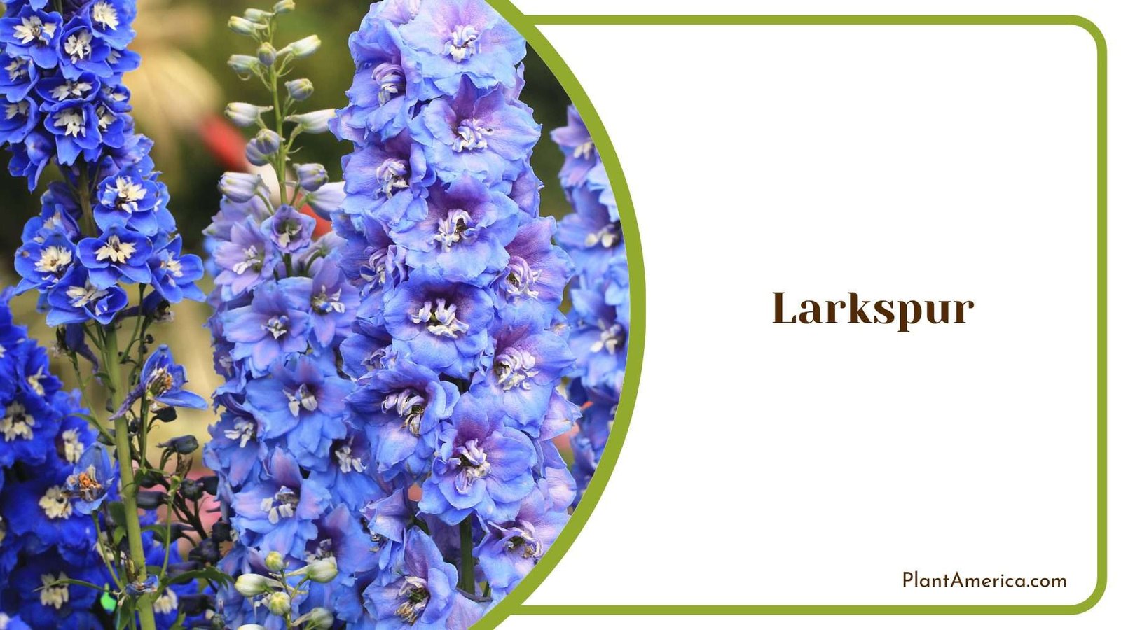 Larkspur In an Image Plant America