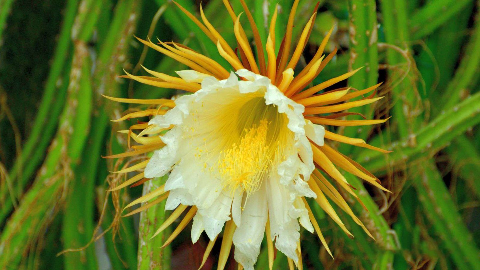 Laui Growing Condition Plant America