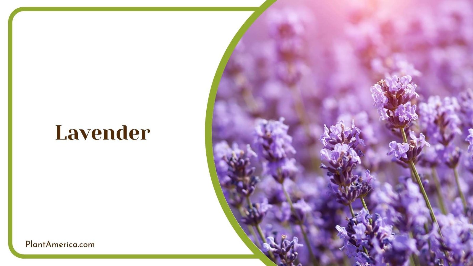 Lavender Flower In a Focus Shot Plant America