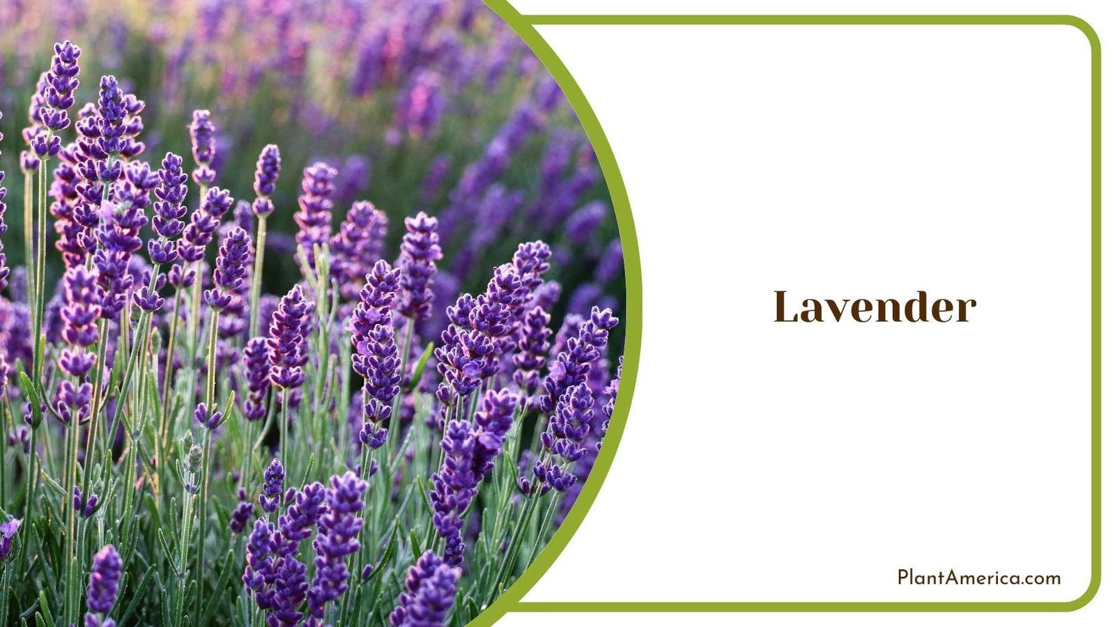 Lavender In Nature Plant America Lavender In Nature Plant America