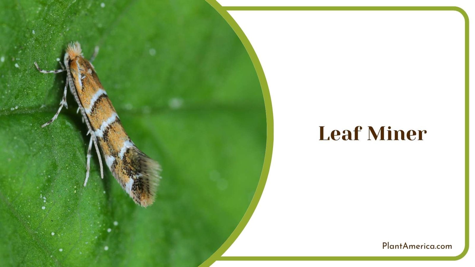 Leaf Miner On a Plant Plant America Leaf Miner On a Plant Plant America