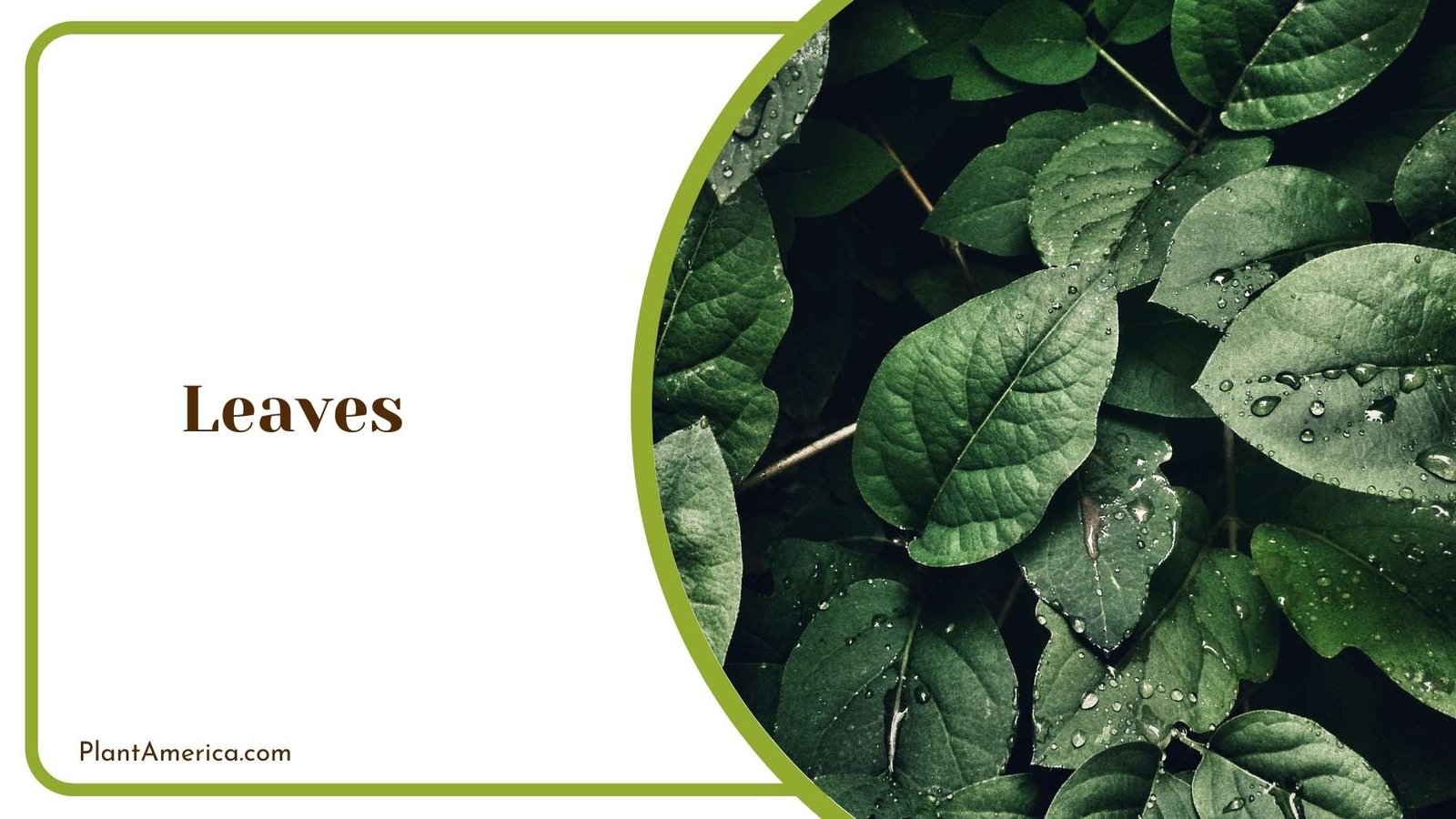 Leaves In A Wallpaper Plant America Leaves In A Wallpaper Plant America