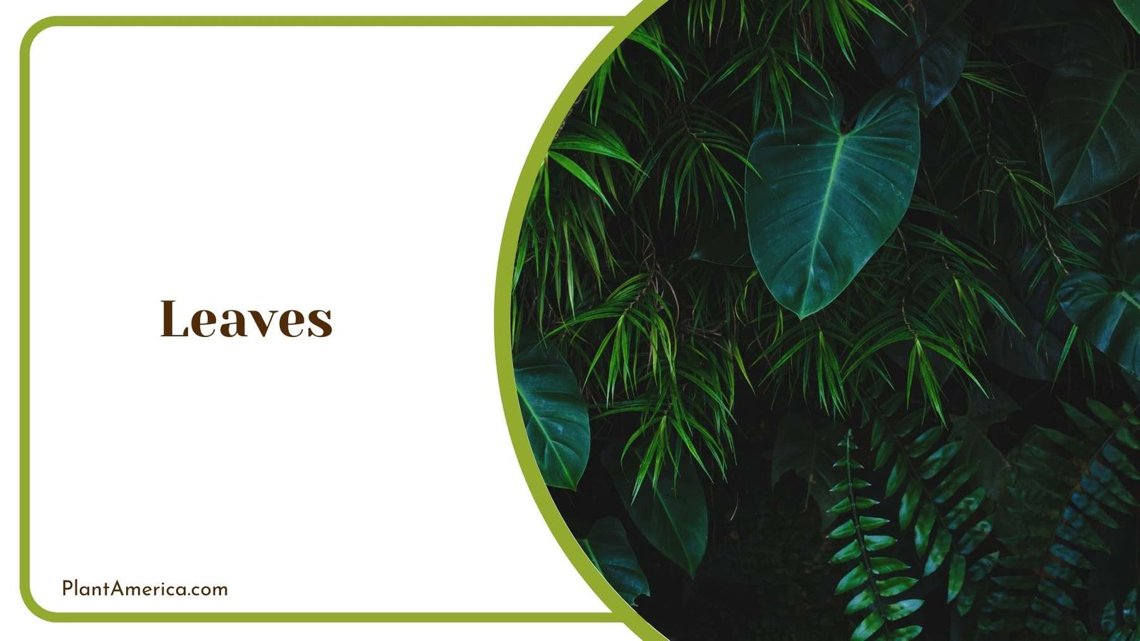 Leaves Of A Tree Plant America