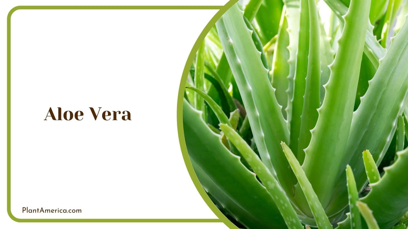 Leaves Of Aloe Vera Plant America Leaves Of Aloe Vera Plant America