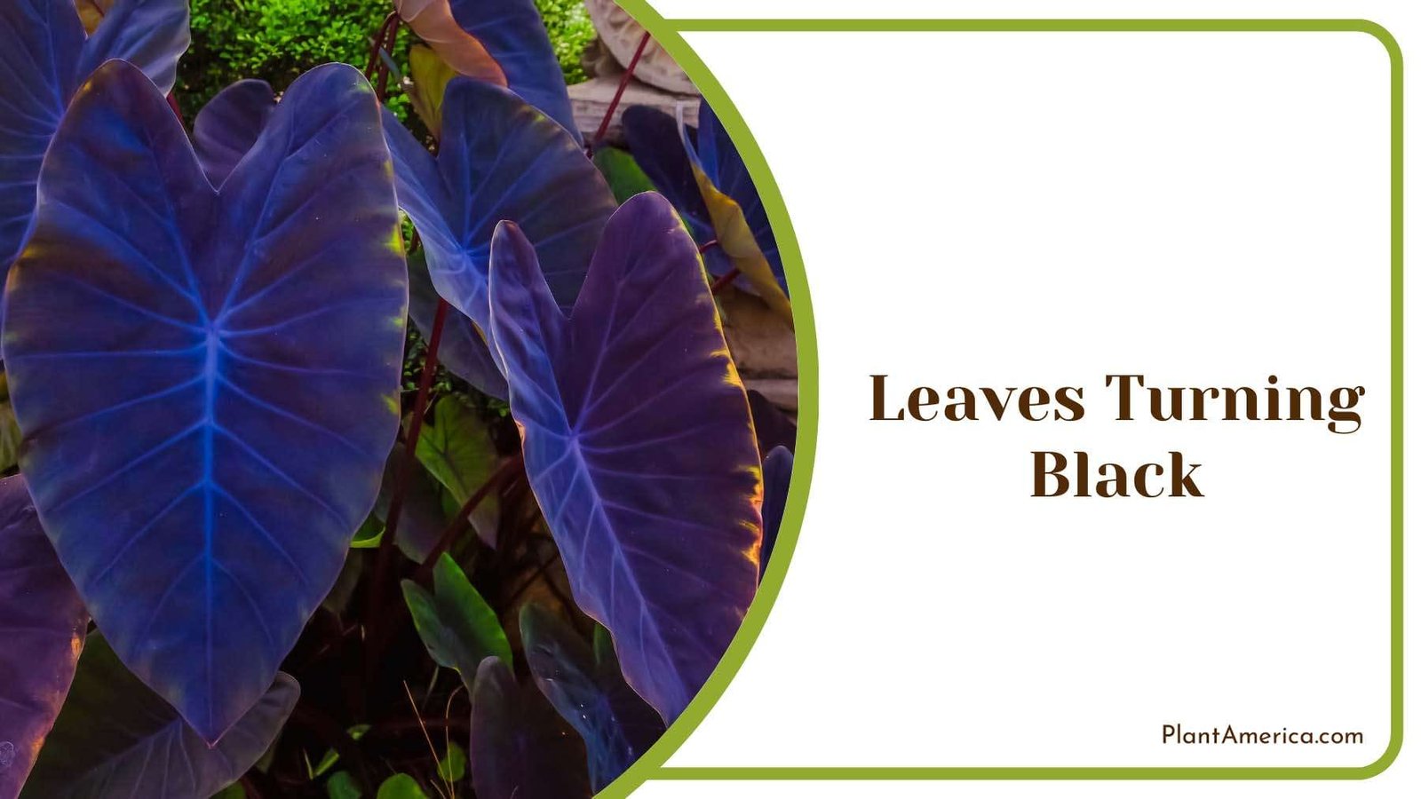 Leaves Turning Black Plant America
