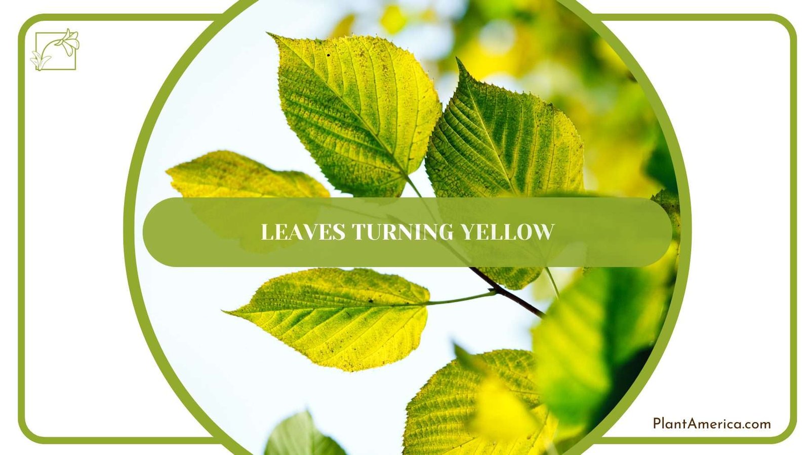Leaves Turning Yellow PlantAmerica