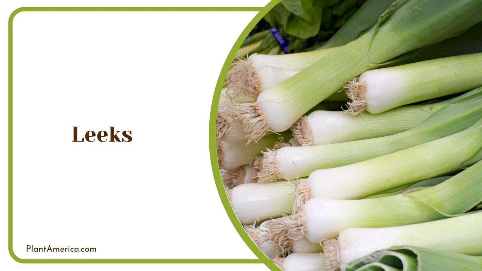 Leeks From Close Look Plant America