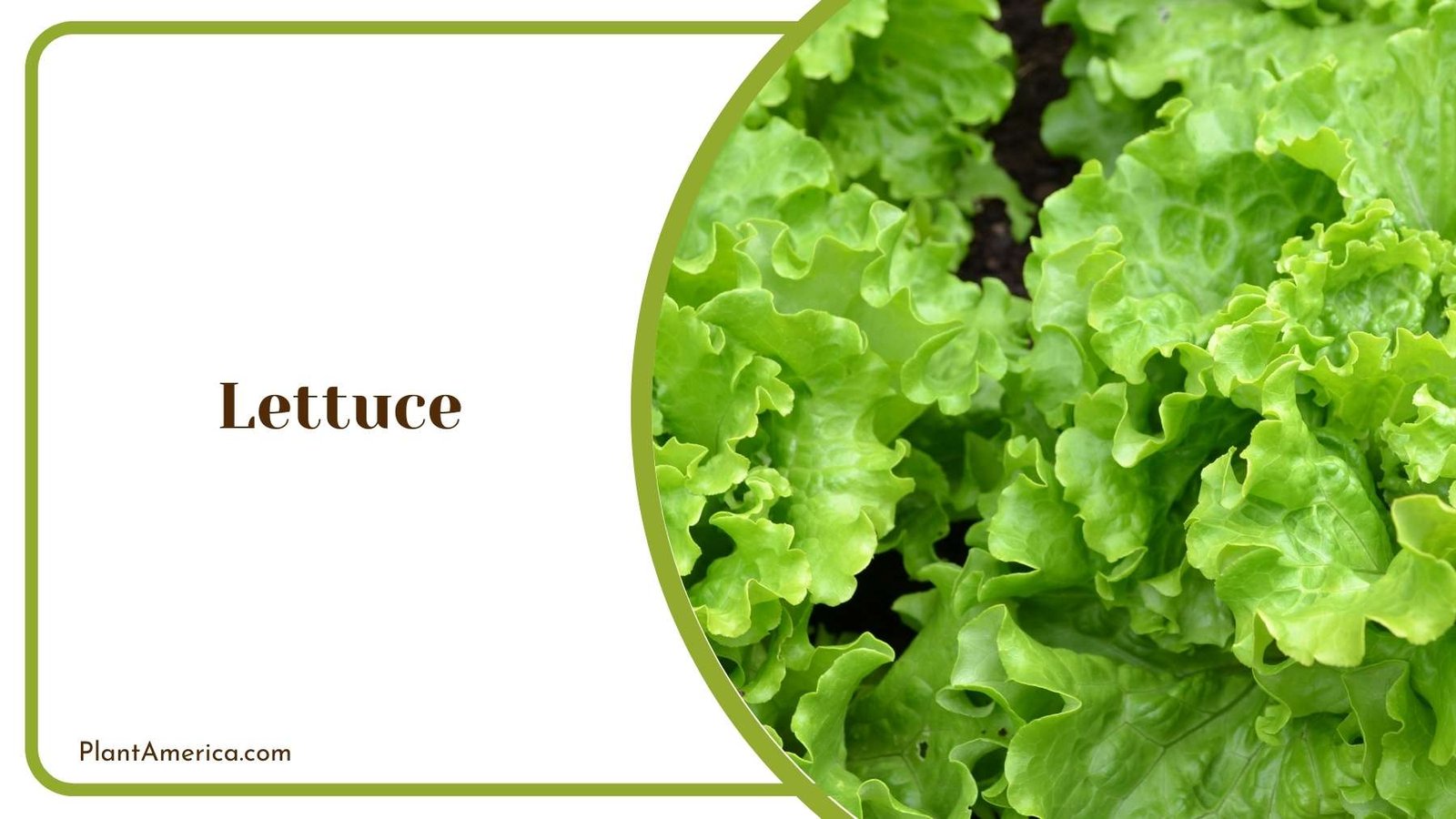 Lettuce Plant America