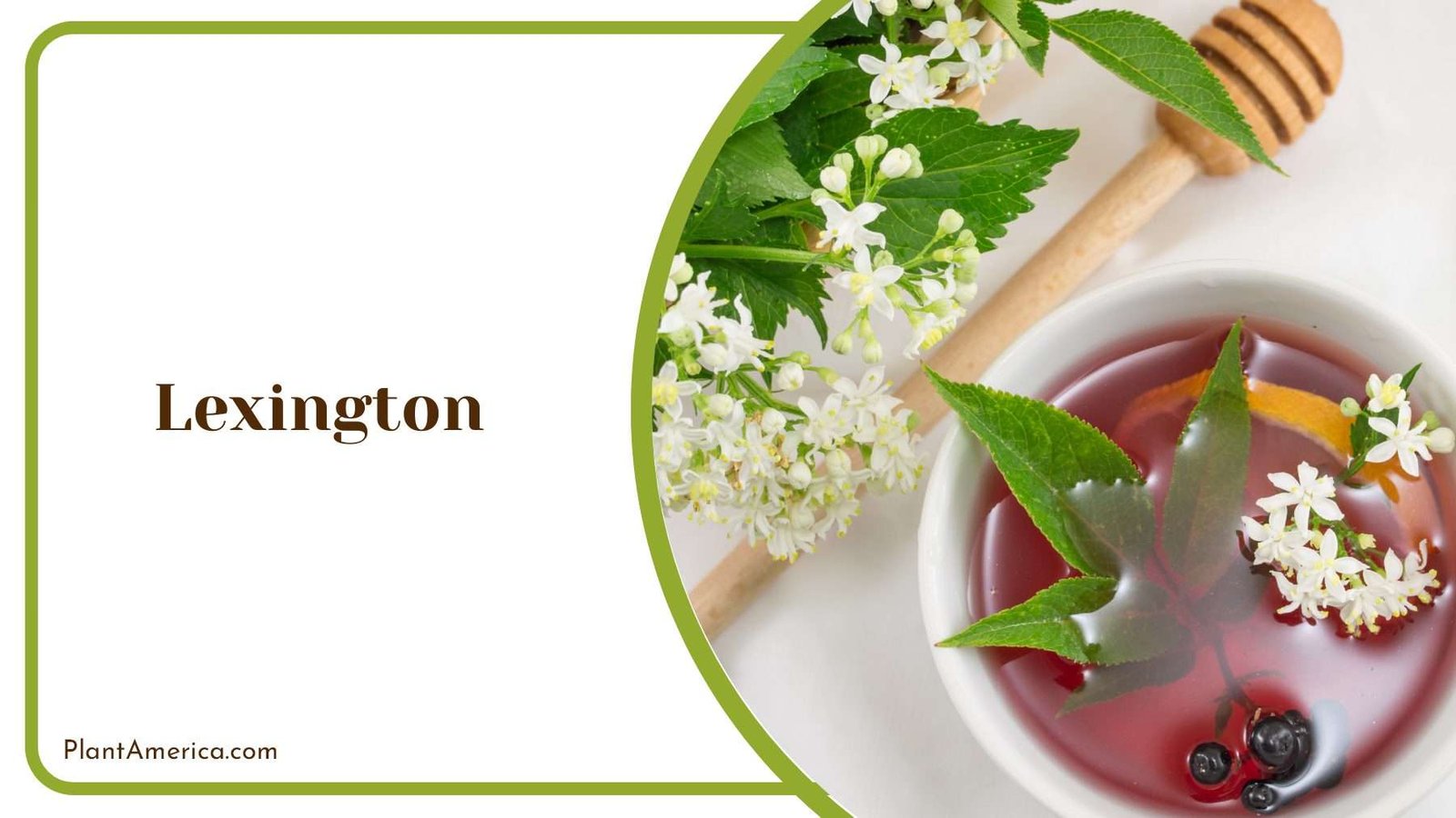 Lexington Large Shrub Plant America