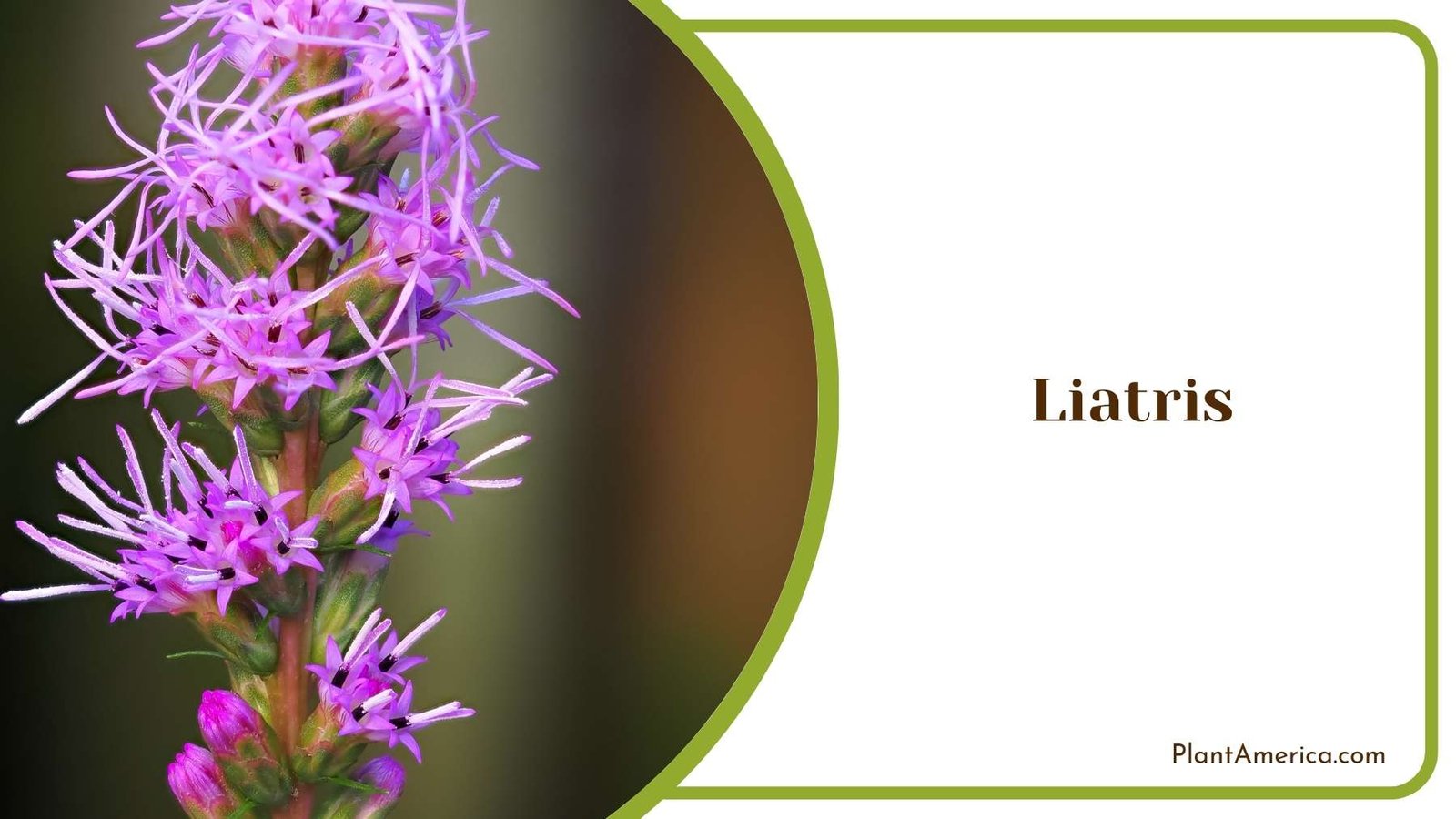 Liatris In a Shot Plant America