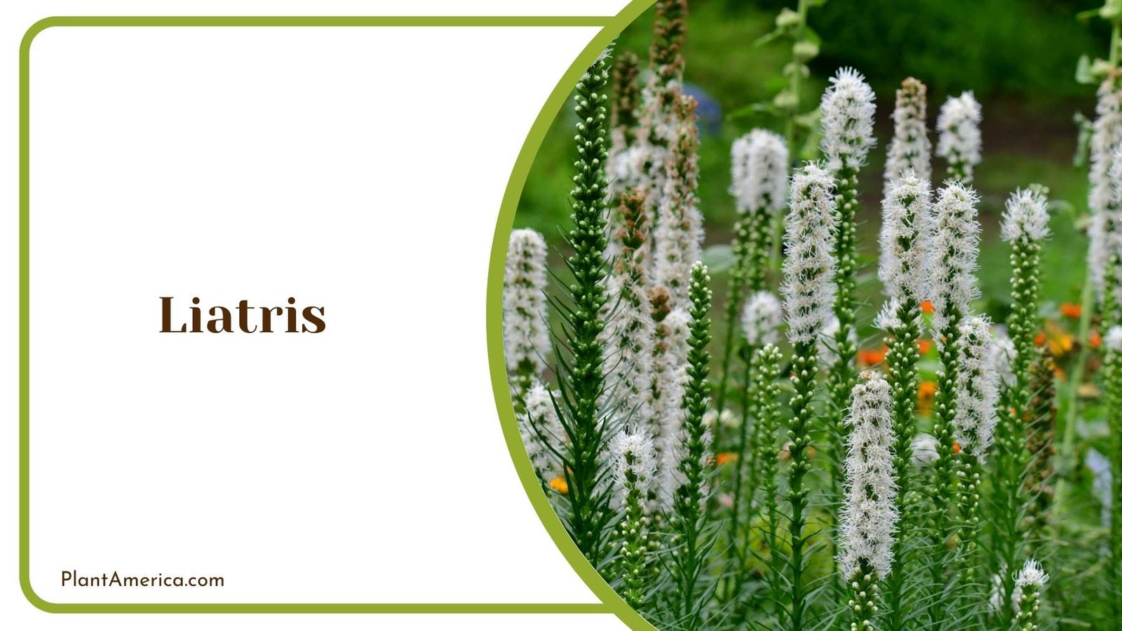 Liatris Plant Farm Plant America