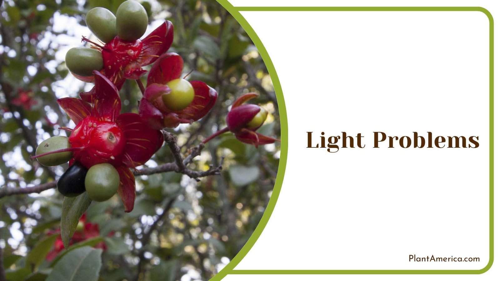 Light Problems for Mickey Plants Plant America