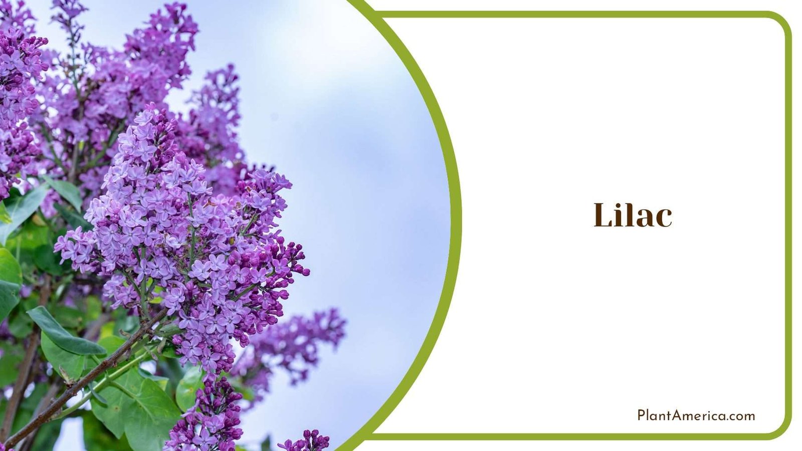 Lilac For Beautiful Backyard Plant America