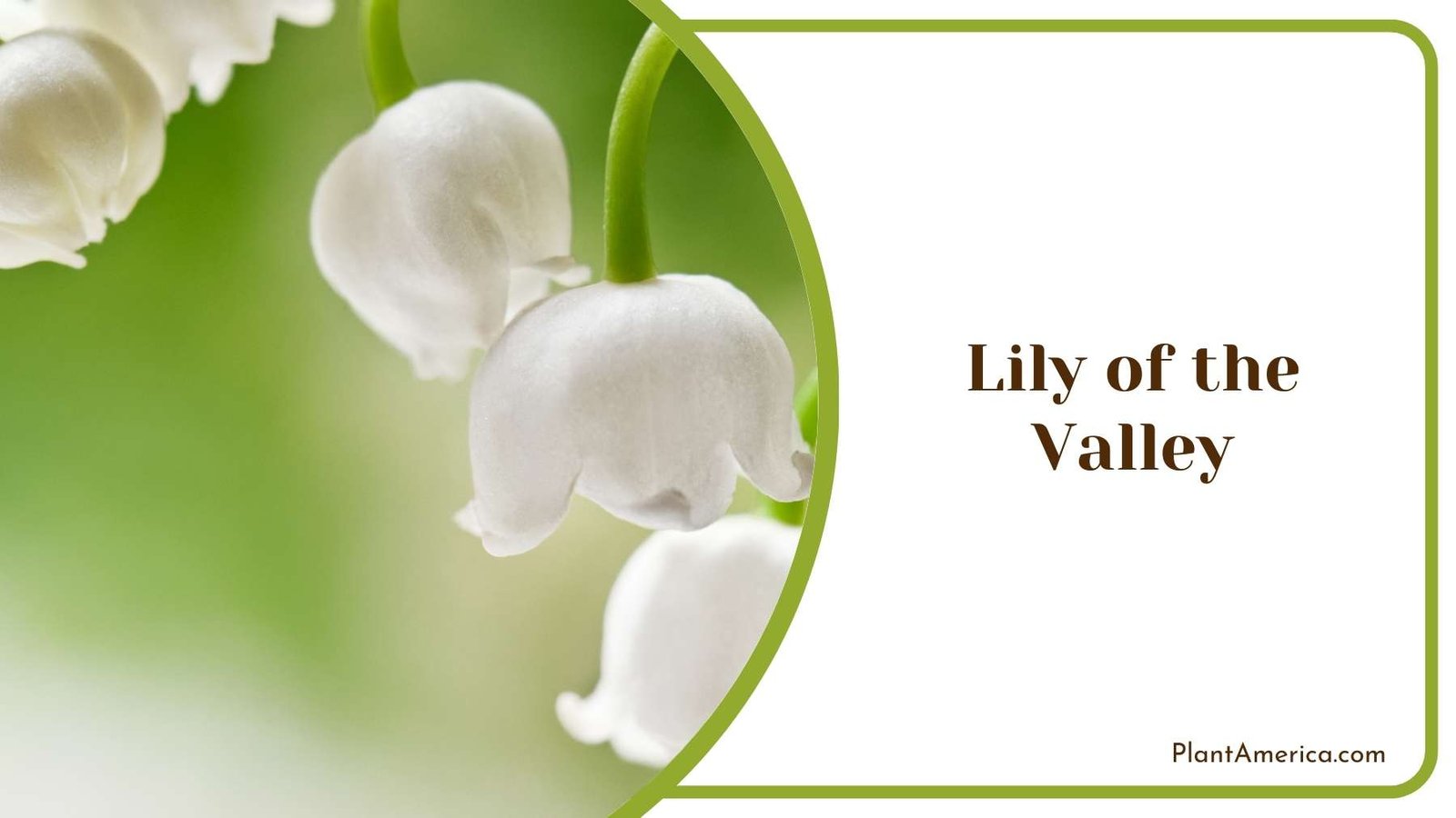 Lily of the Valley Blooms During Spring Plant America Lily of the Valley Blooms During Spring Plant America