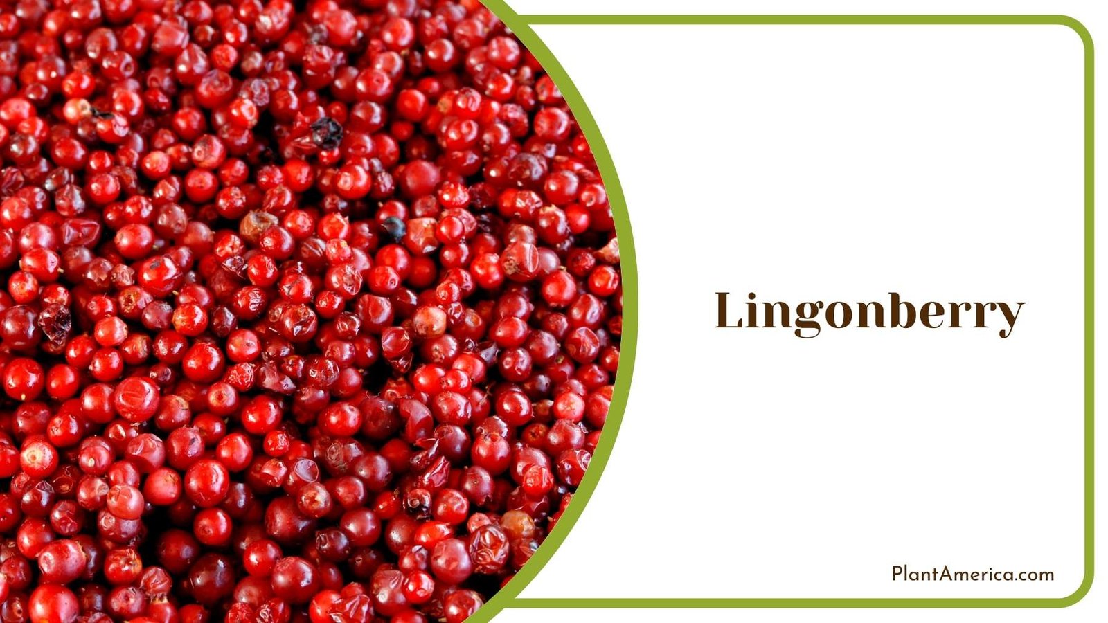 Lingonberry Plant America