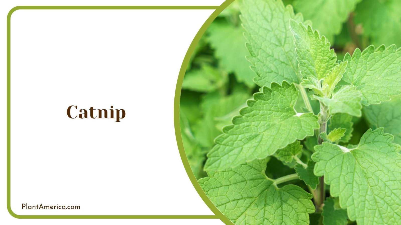 Little Catnip Plant Shot Plant America