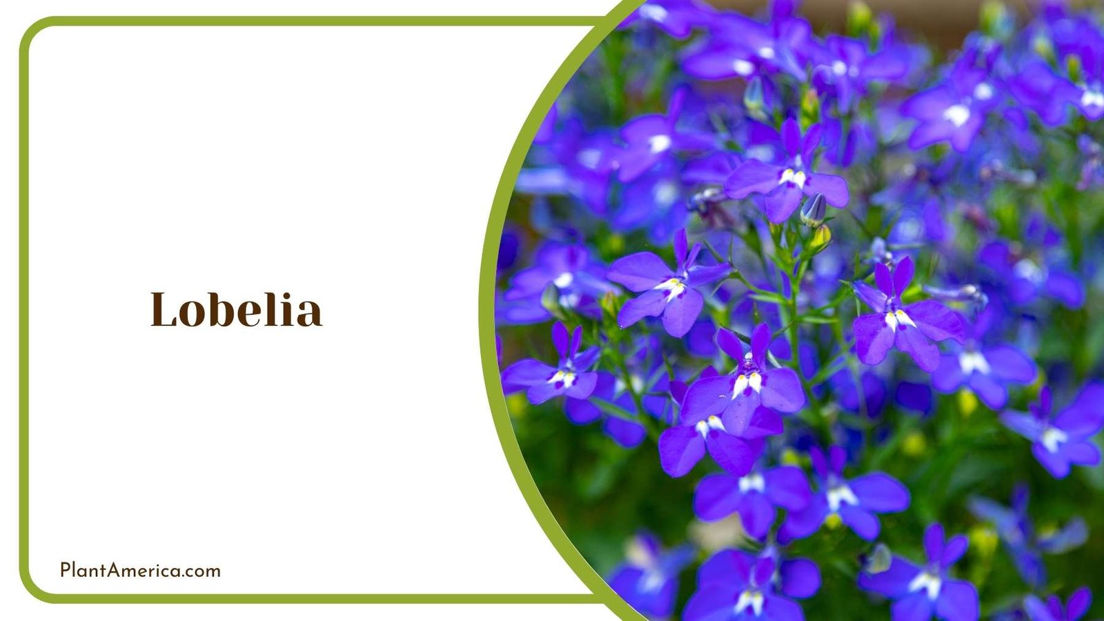 Lobelia In a Garden Plant America