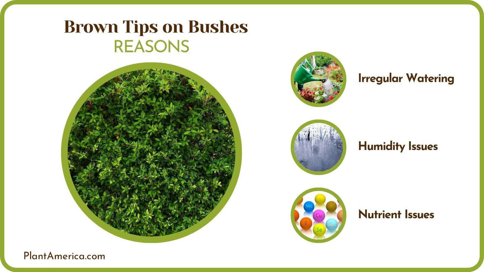 Logics of Brown Tips on Bushes Plant America 2