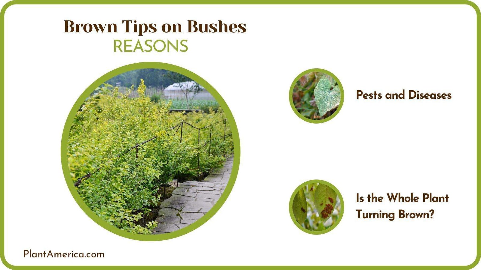 Logics of Brown Tips on Bushes Plant America