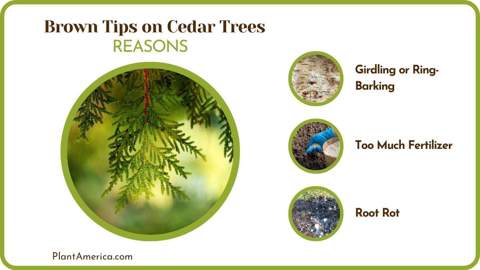 Logics of Brown Tips on Cedar Trees PlantAmerica