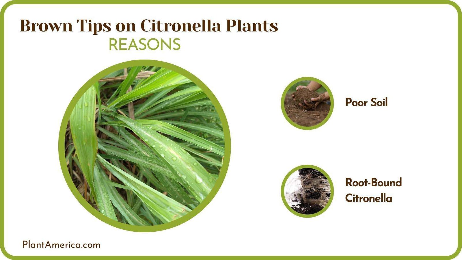 Logics of Brown Tips on Citronella Plants Plant America