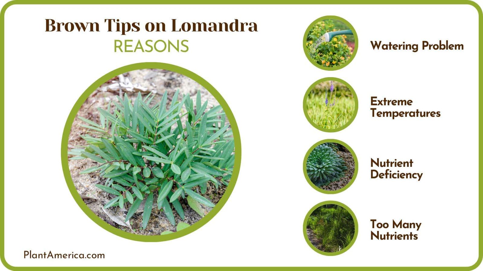 Lomandra Longifolia Brown Tips Plant America