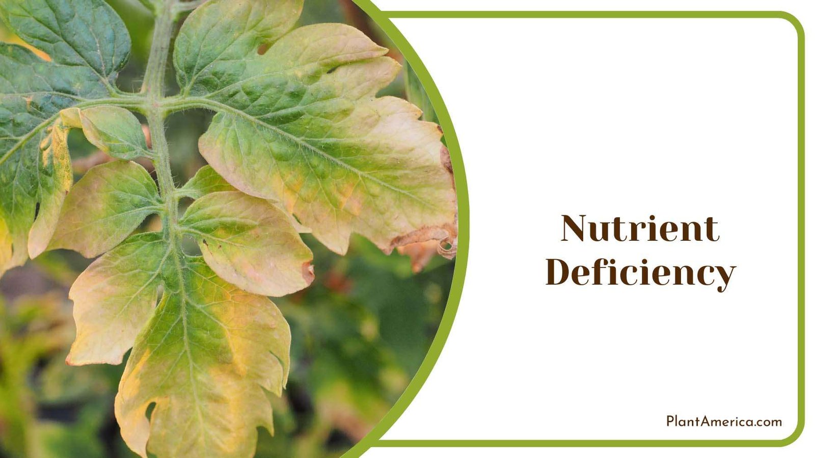 Longifolia Nutrient Deficiency Plant America 1