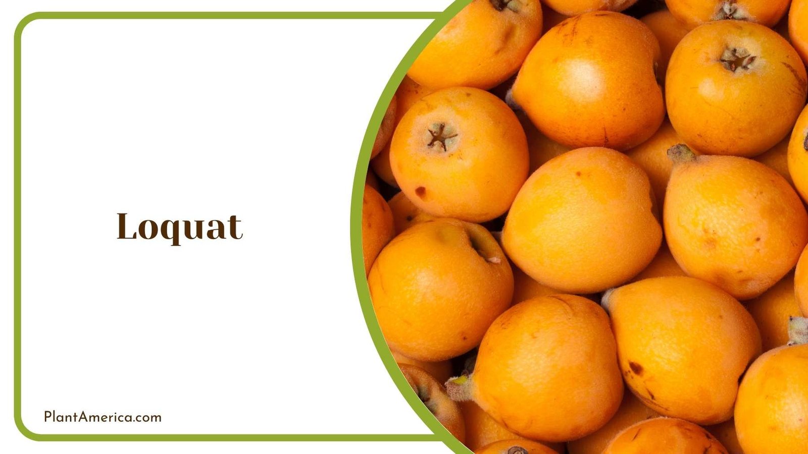 Loquat From Closer Shot Plant America