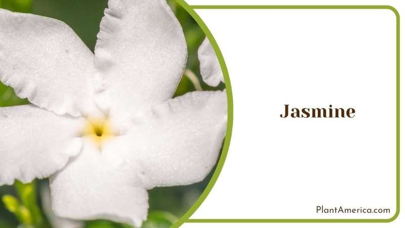 Love Jasmine Flower Plant America