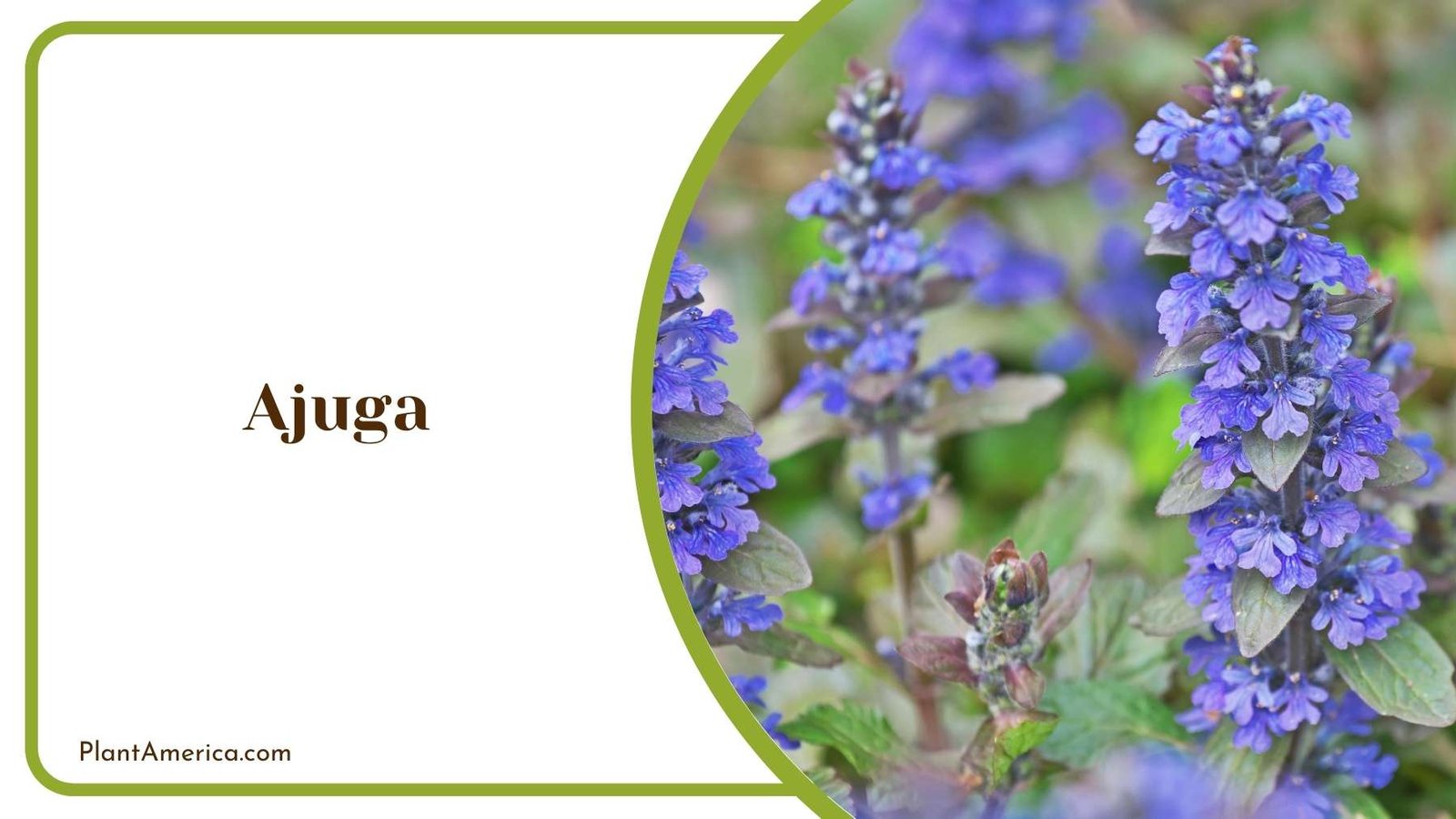 Lovely Ajuga Flowers Plant America