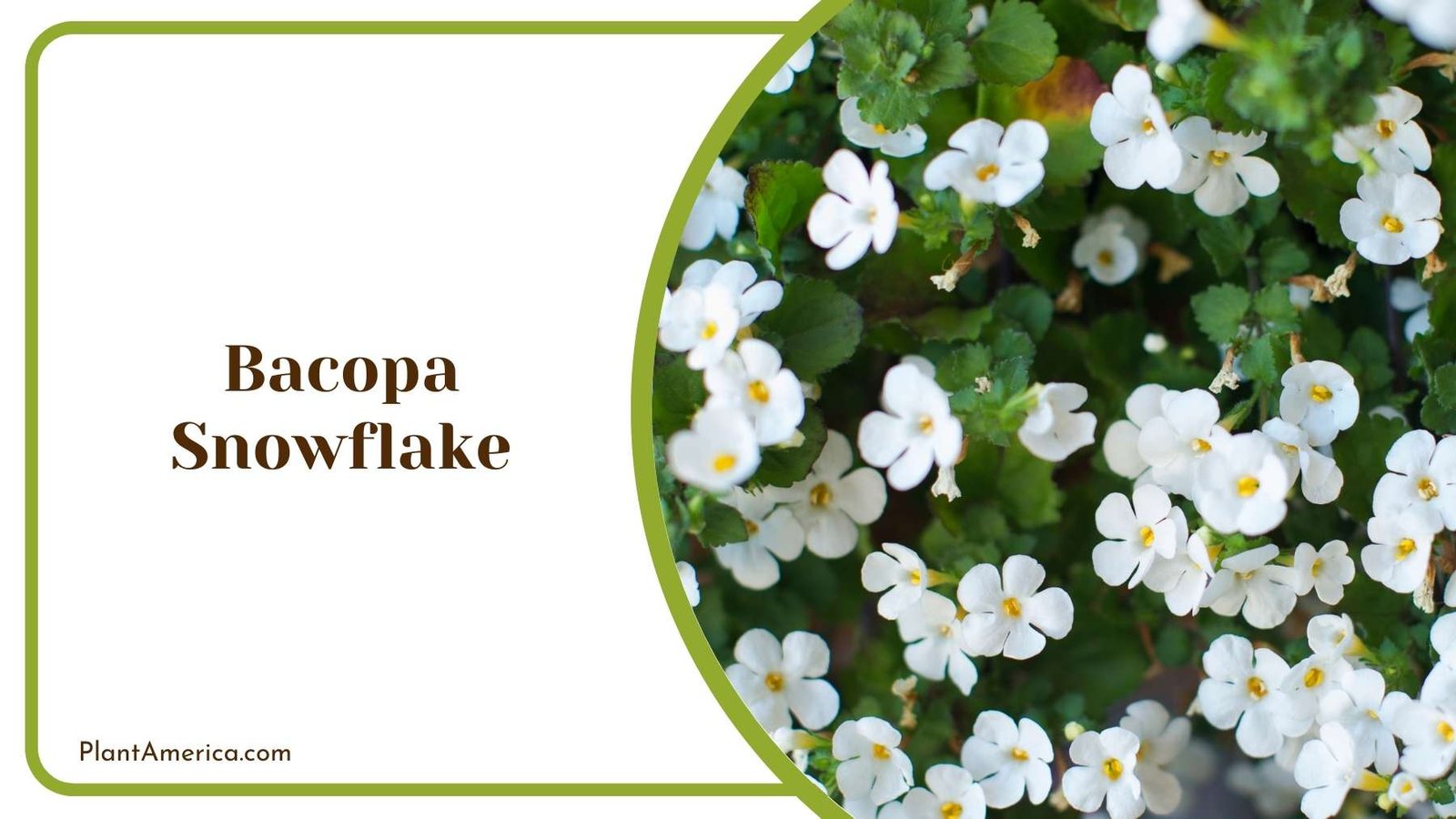 Lovely Bacopa Snowflake Flowers Plant America