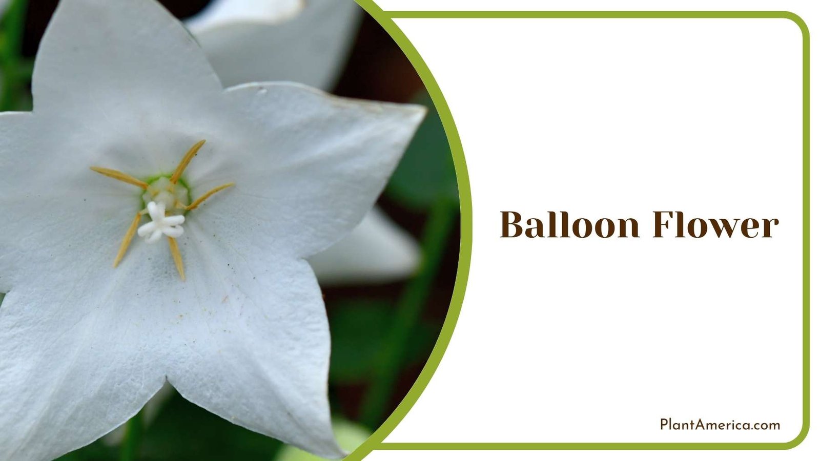 Lovely Balloon Flower Plant America