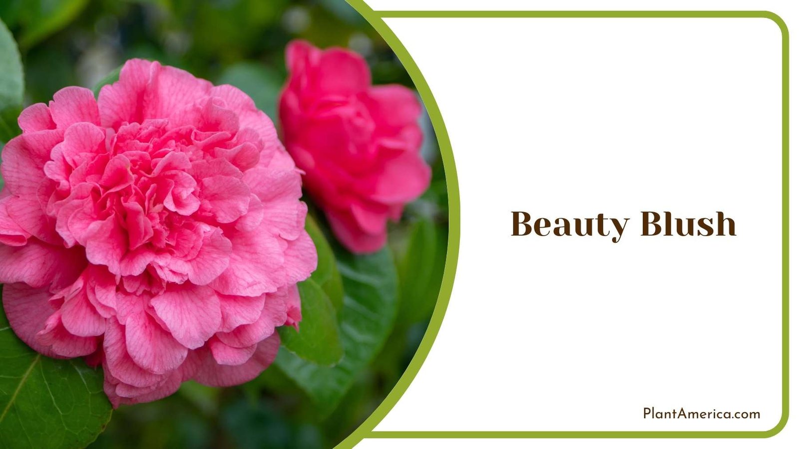 Lovely Beauty Blush Plant America