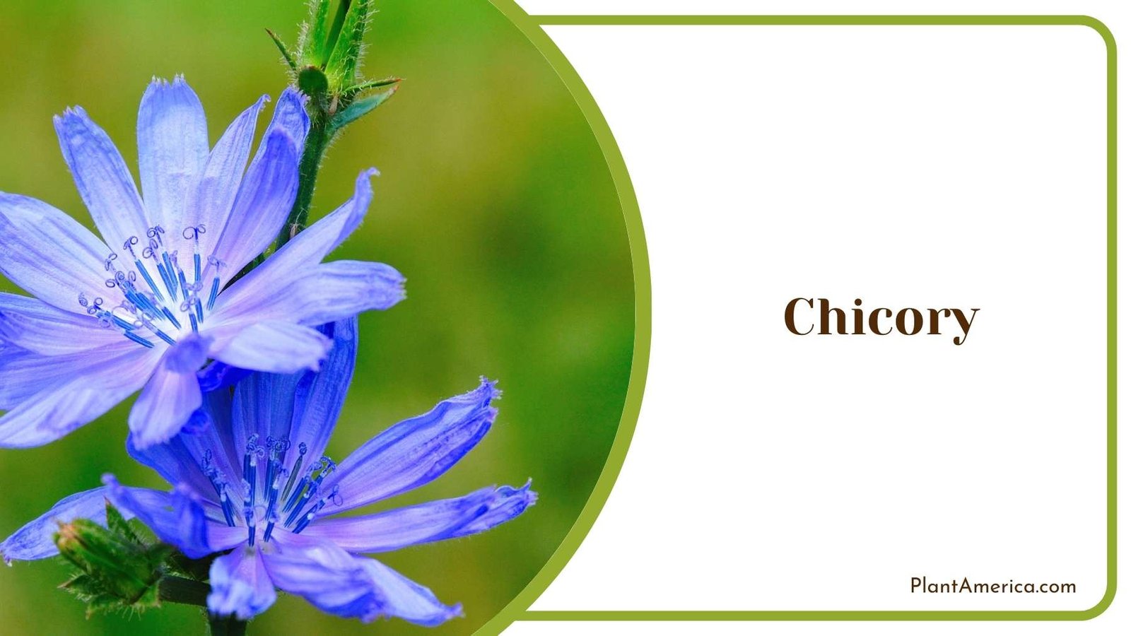 Lovely Chicory Flower Plant America