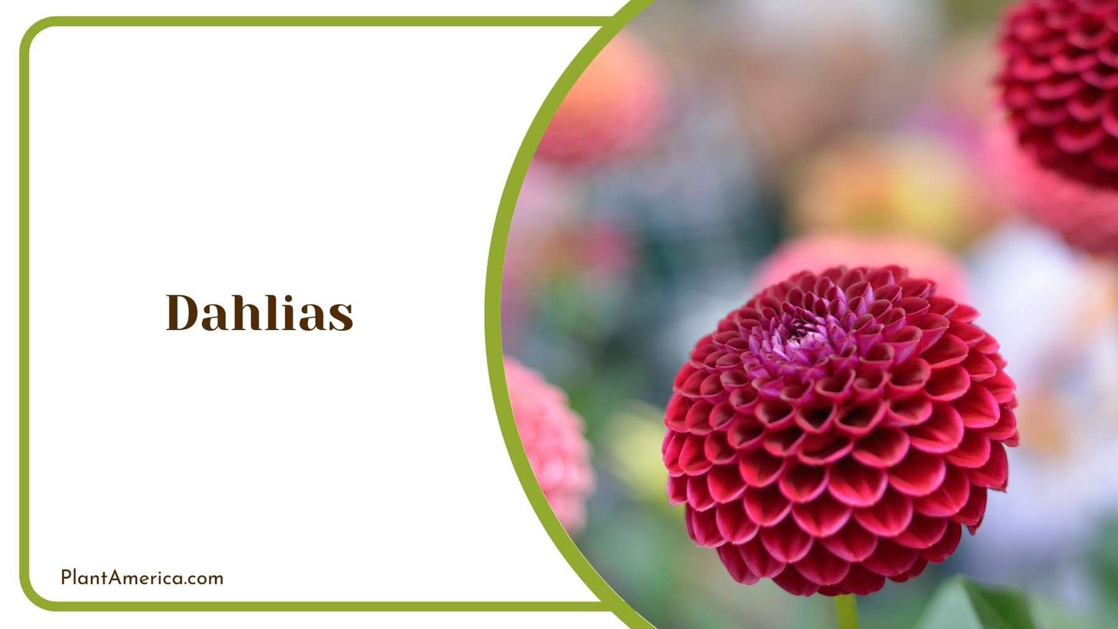 Lovely Dahlias Bloom Plant America