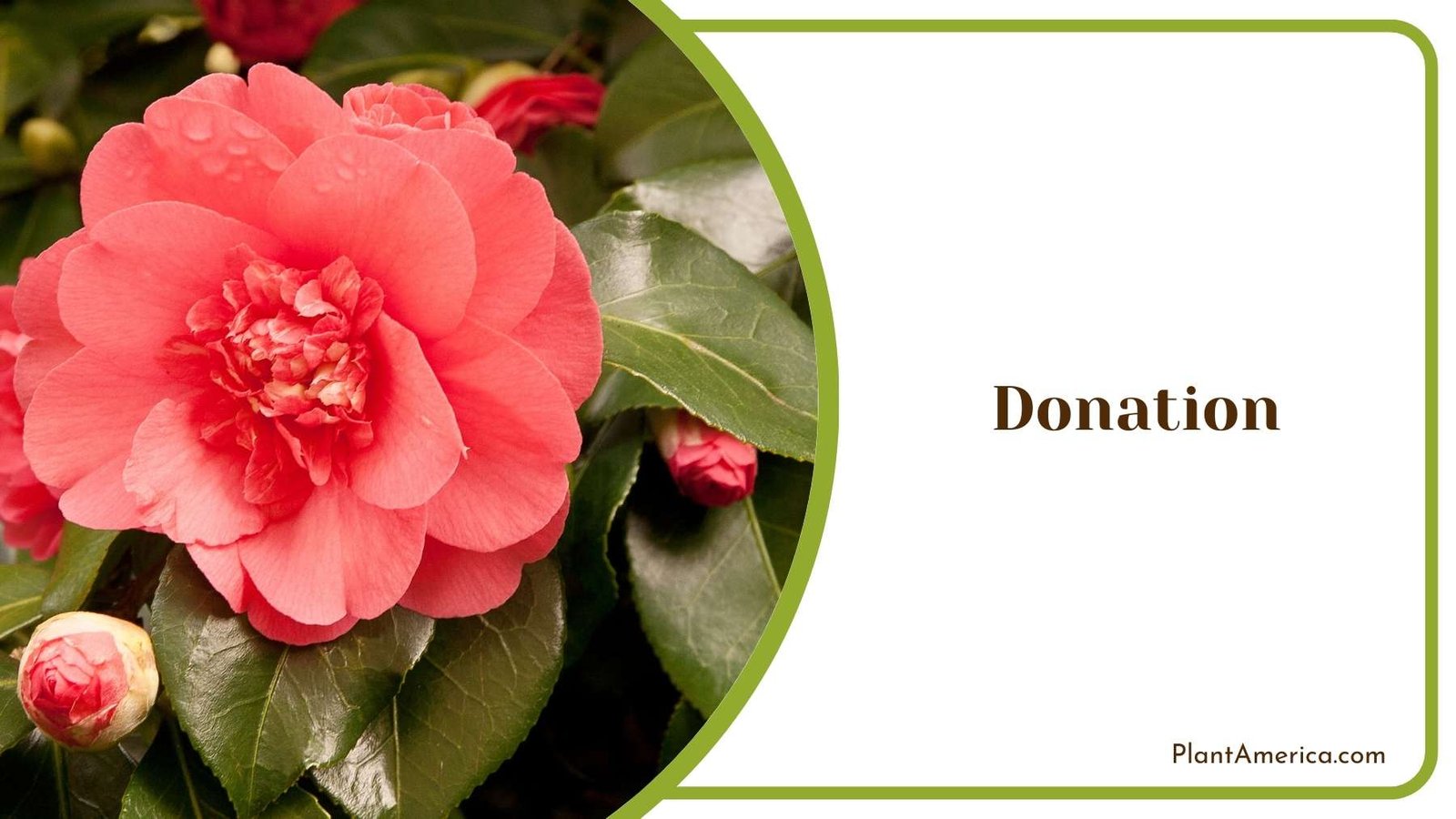 Lovely Donation Camellia Plant America Lovely Donation Camellia Plant America