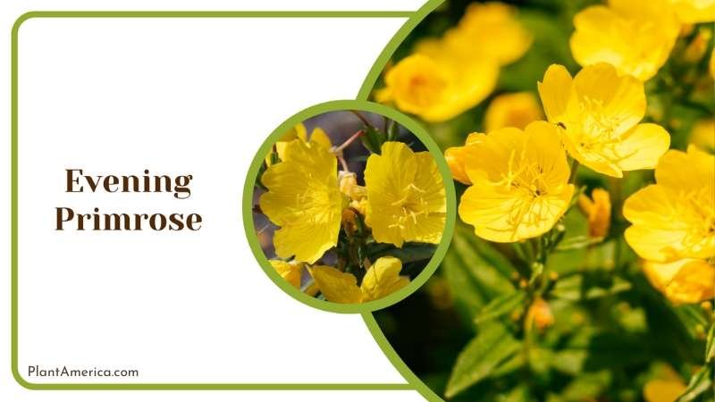 Lovely Evening Primrose Plant America