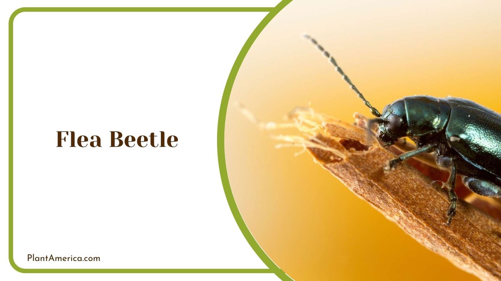 Lovely Flea Beetle Plant America Lovely Flea Beetle Plant America