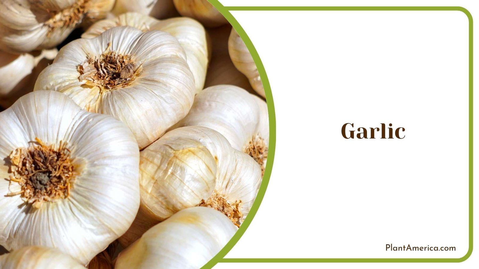 Lovely Garlic Plant Plant America