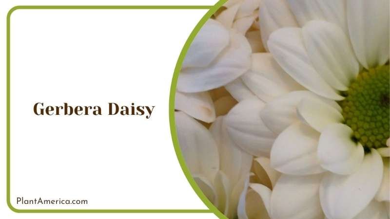 Lovely Gerbera Daisy Plant America Lovely Gerbera Daisy Plant America
