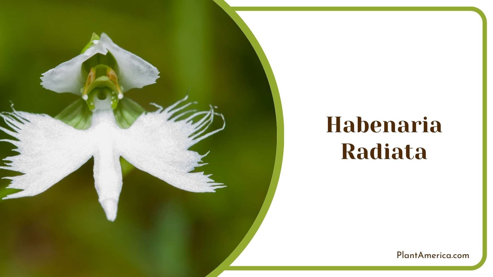 Lovely Habenaria Radiata Flower Plant America