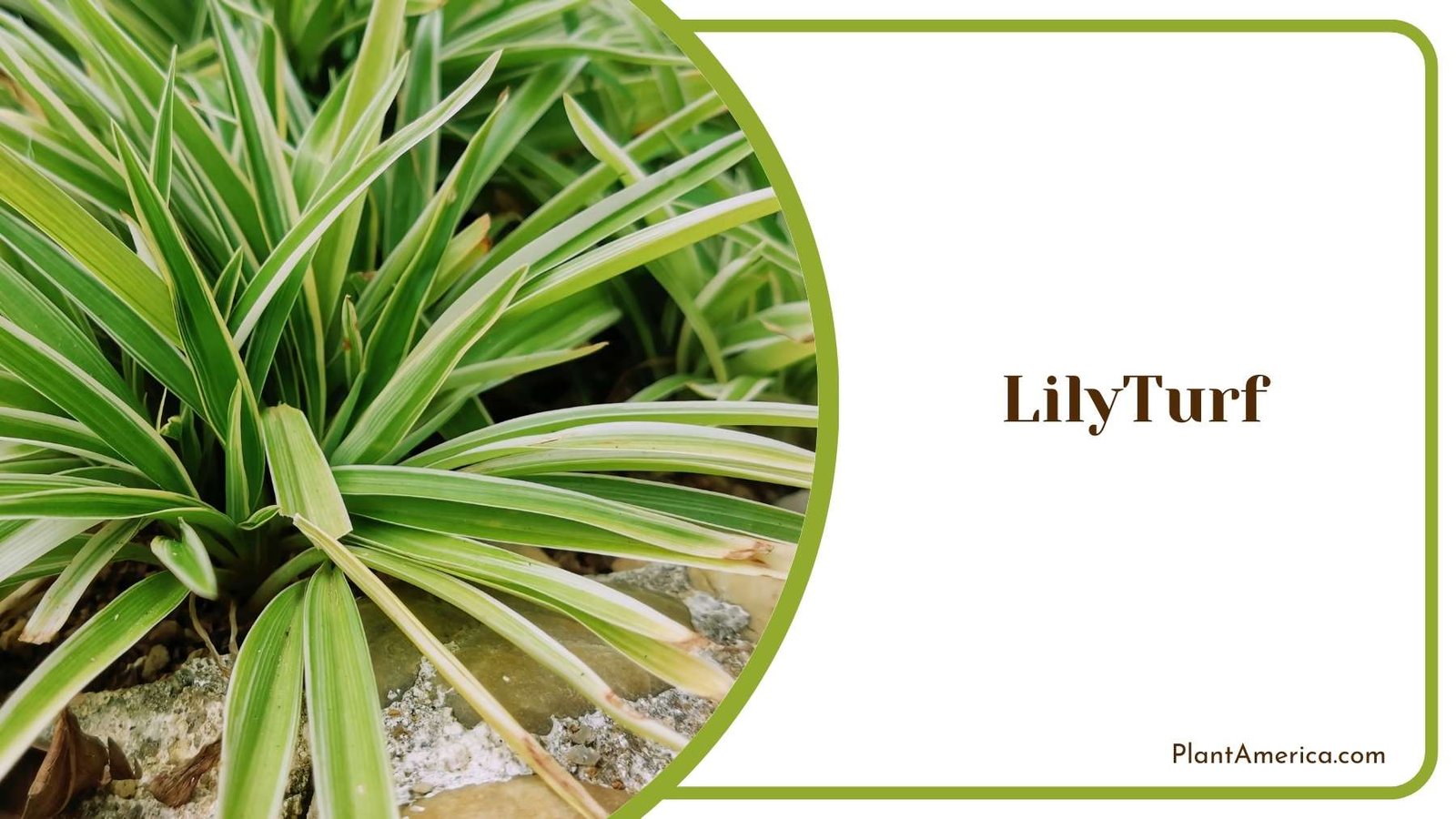 Lovely LilyTurf Flower Plant America Lovely LilyTurf Flower Plant America