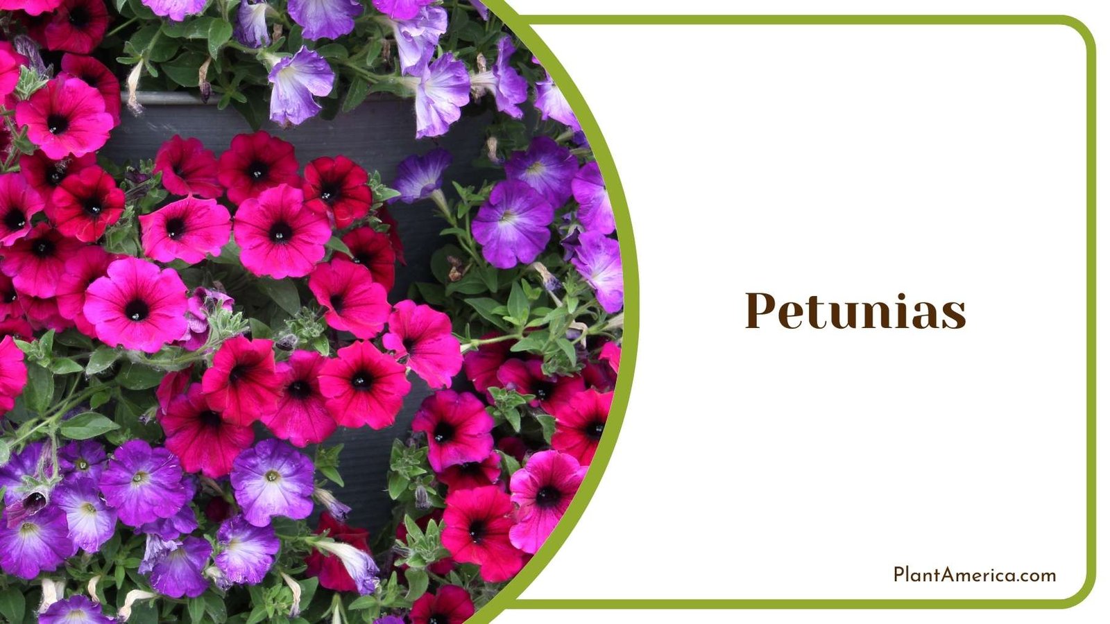 Lovely Petunias Flower Plant America