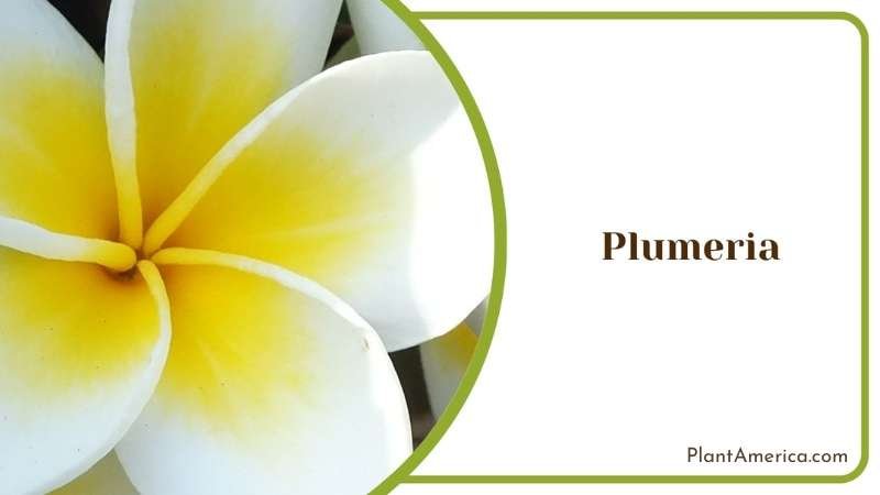 Lovely Plumeria Plant America Lovely Plumeria Plant America