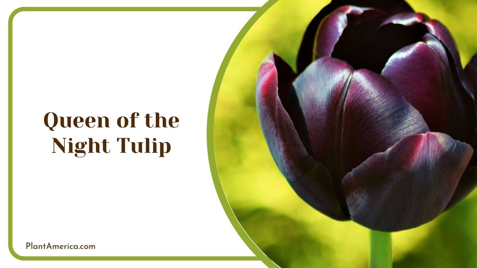 Lovely Queen of the Night Tulip Plant America Lovely Queen of the Night Tulip Plant America