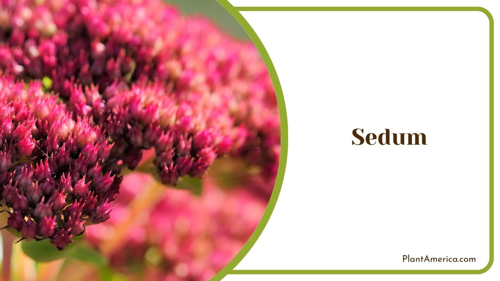 Lovely Sedum Plant Plant America