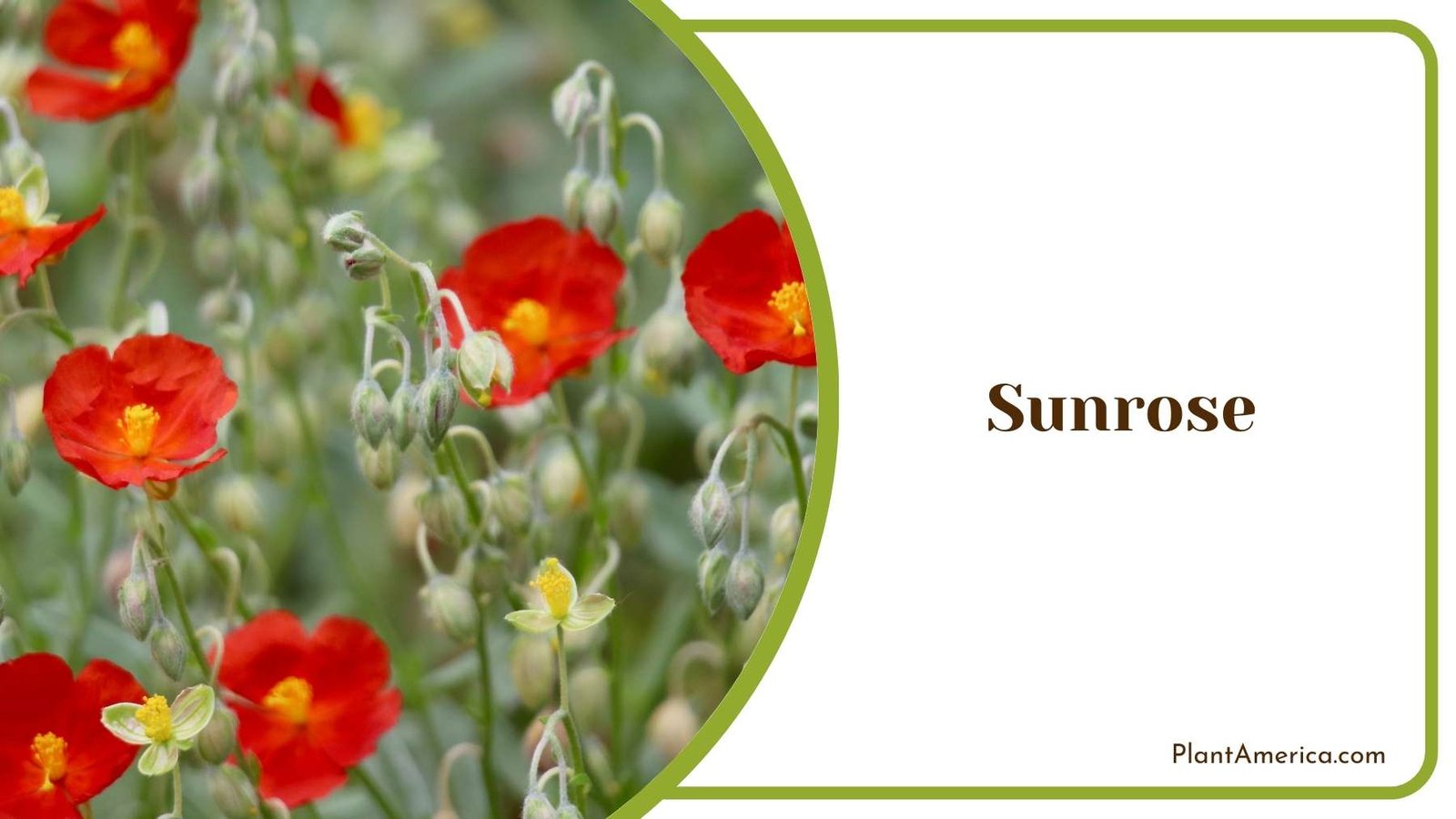 Lovely Sunrose Flower Plant America Lovely Sunrose Flower Plant America