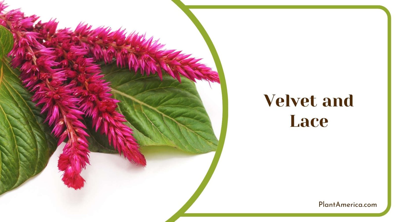 Lovely Velvet and Lace Plant America