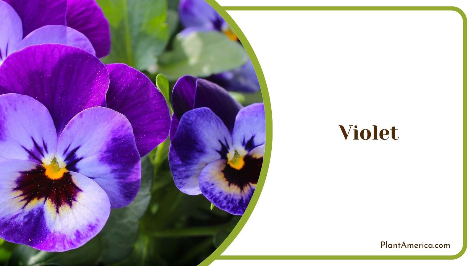 Lovely Violets Plant America