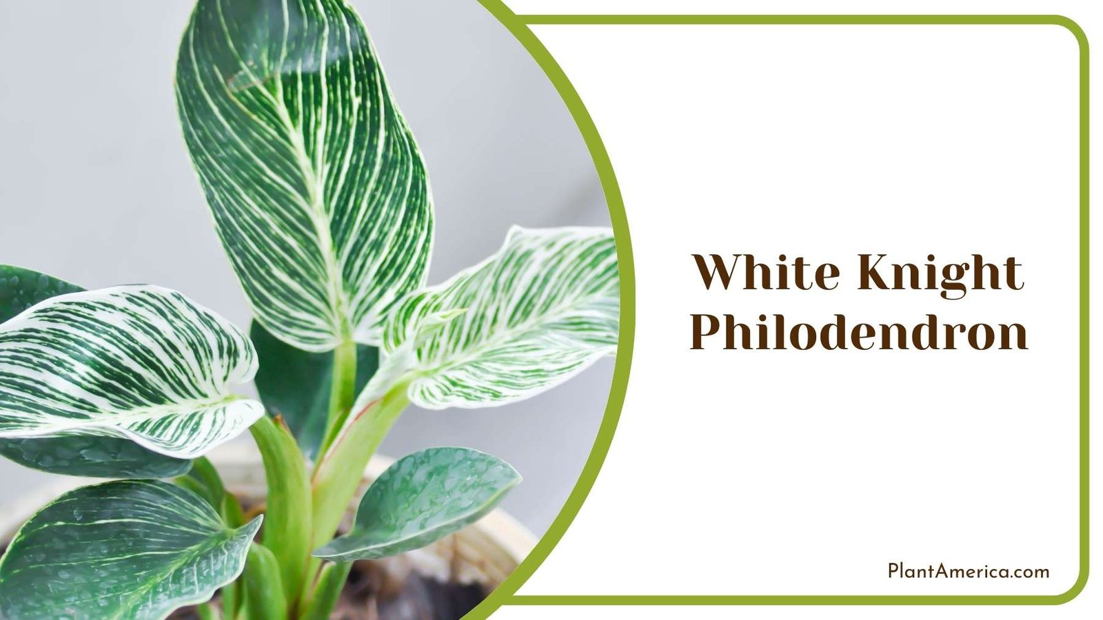 Lovely White Knight Philodendron Plant America